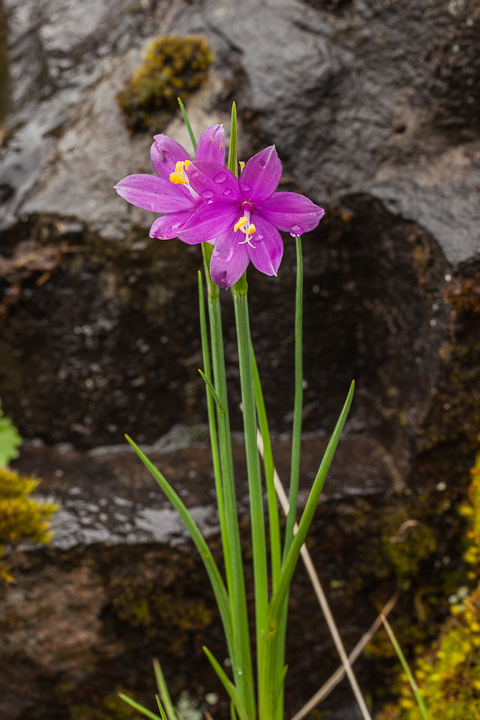 Douglas' Grasswidow