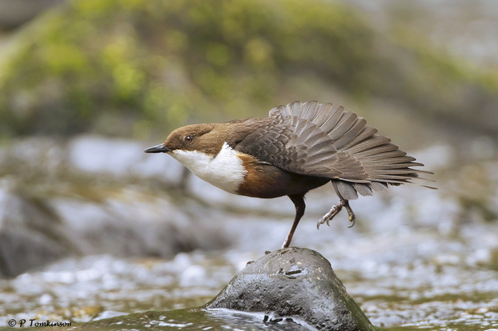Dipper