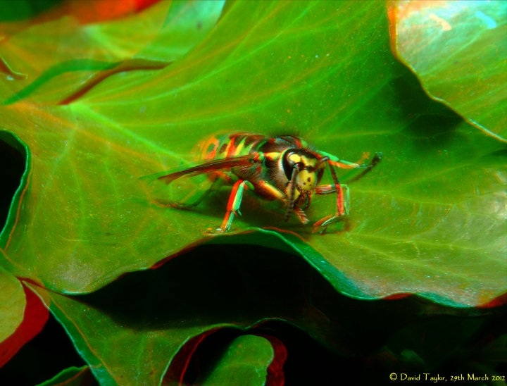 Queen wasp preening...