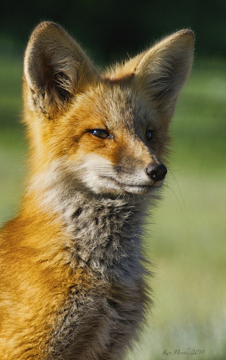 On Guard