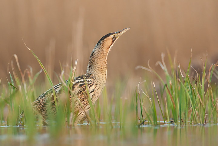 Water level Bittern!