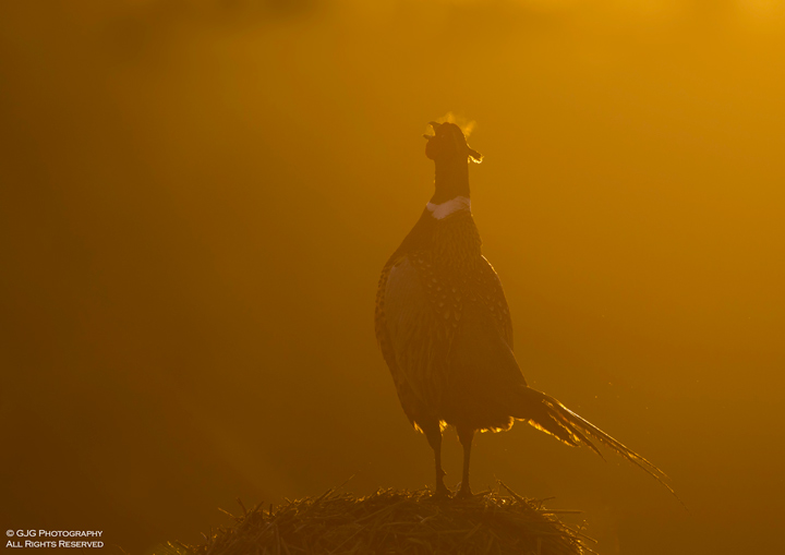 Pheasant