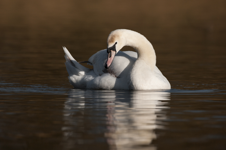 Young Mute Swan