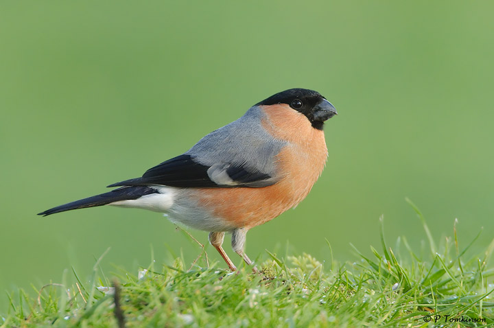 Bullfinch