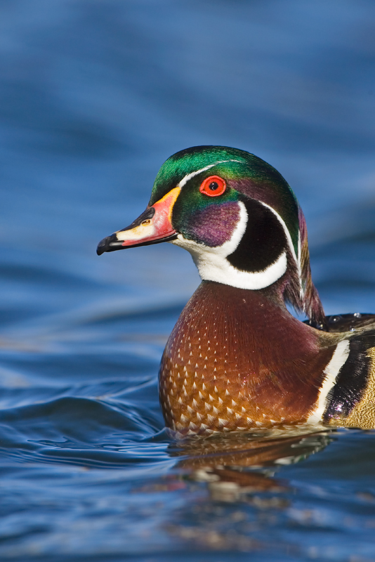 Wood Duck