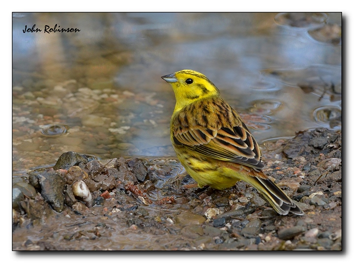 Yellow hammer