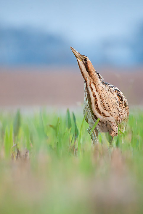 Bittern II