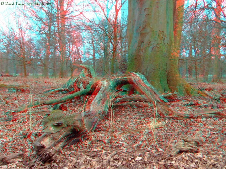 Dead log
