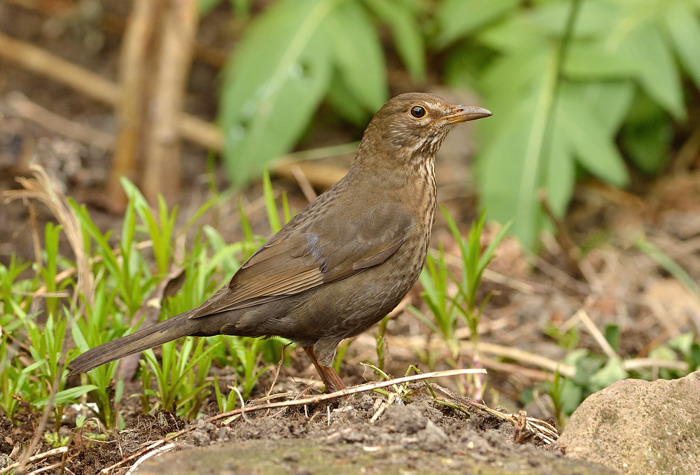 Mrs Blackbird