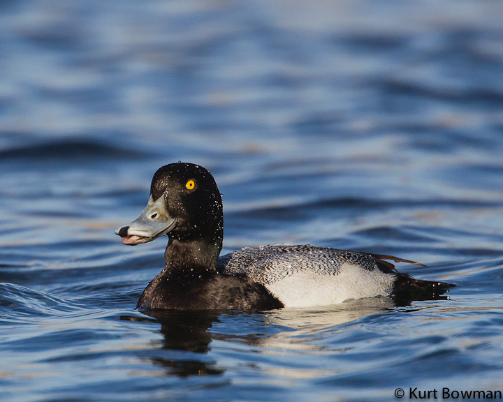 Ducks and a Grebe