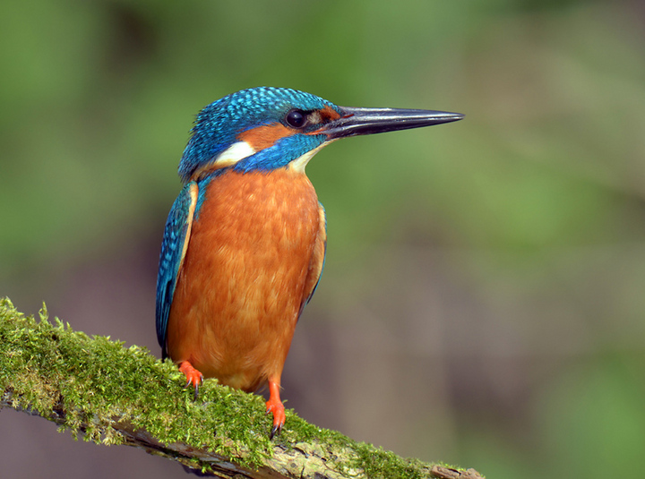 Kingfisher.