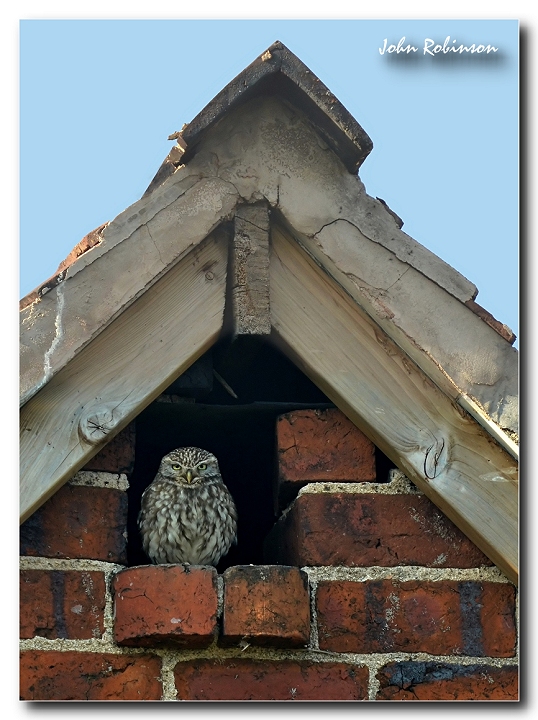 Little Owl+View