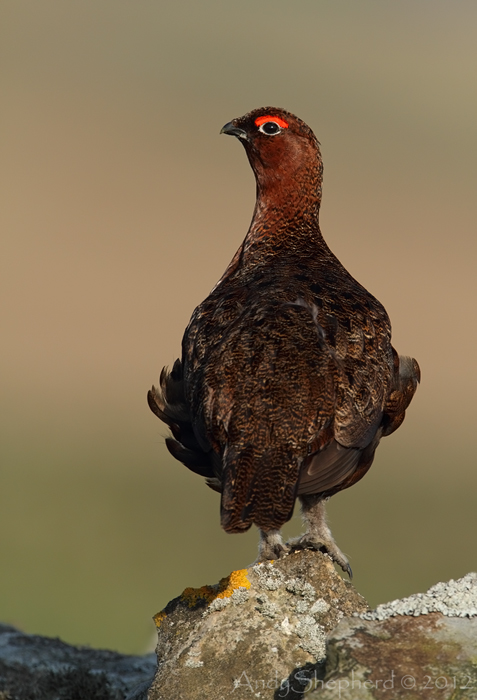 Red Grouse