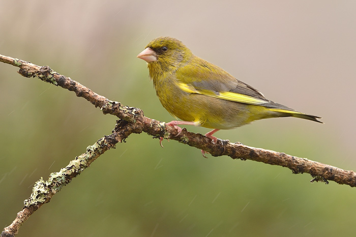 Wet finch