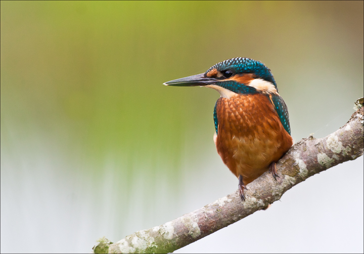 Kingfisher