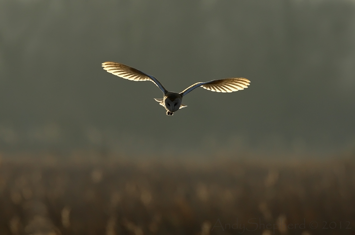 The Dawn Hunter