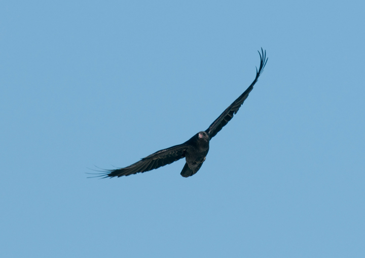 Raven