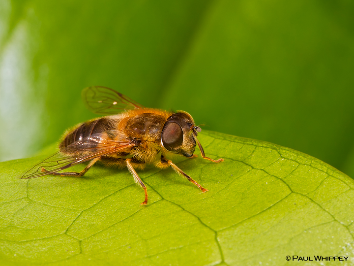 A spring Drone fly