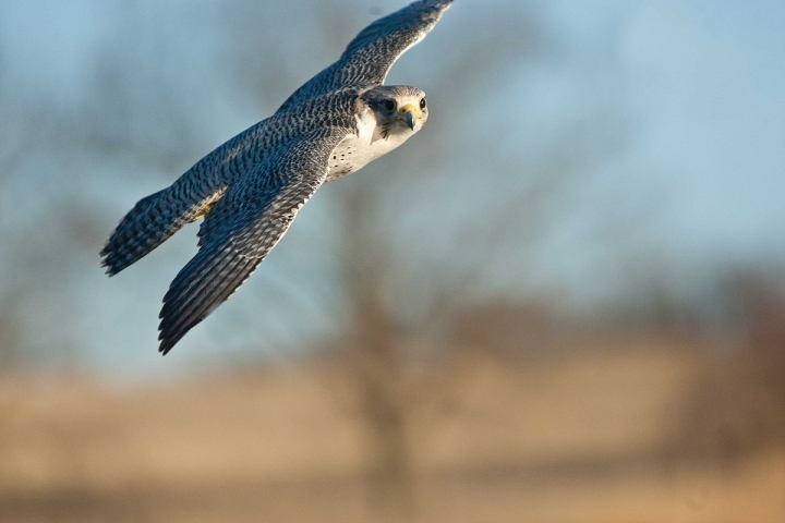 Flight images