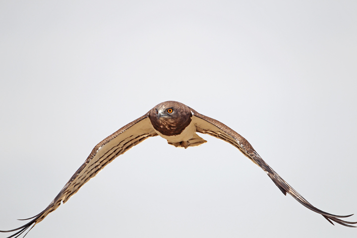Flight Images-Auger Buzzard