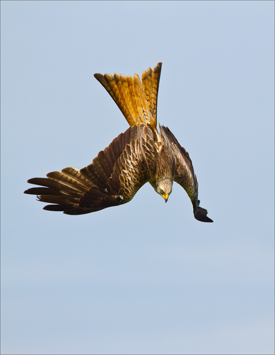Diving Kite