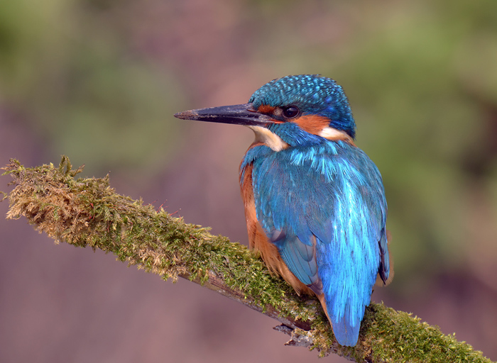 Kingfisher