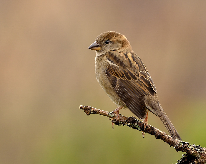 Female House Sparrow