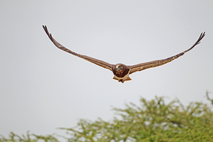 Black Chested Snake Eagle