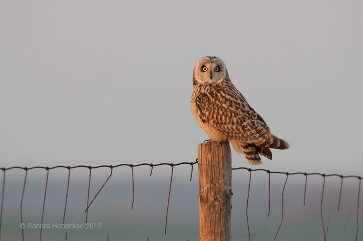 SEO in late evening light