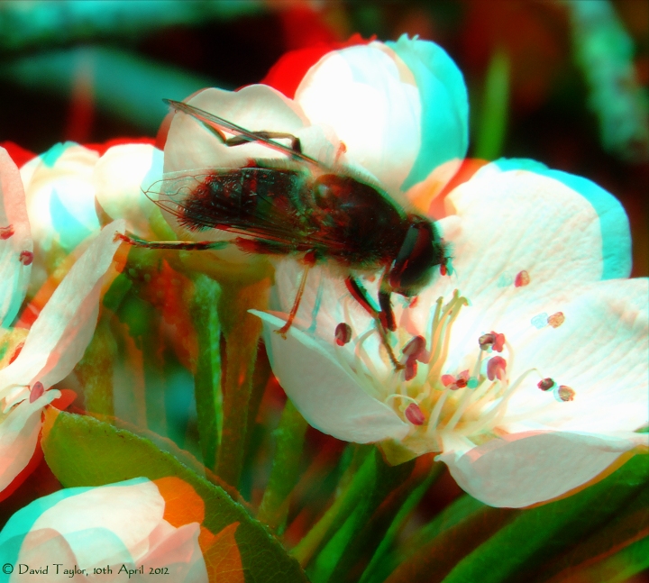 Drone fly pollinating pear blossom.