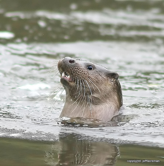 otter - 2