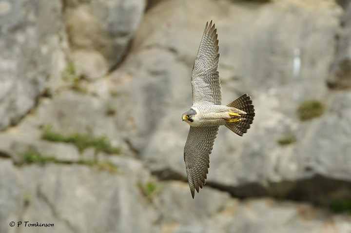 Peregrine