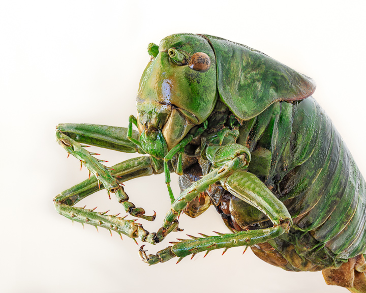 Macro Portrait