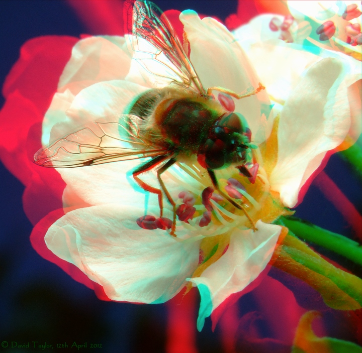Full -on Fly