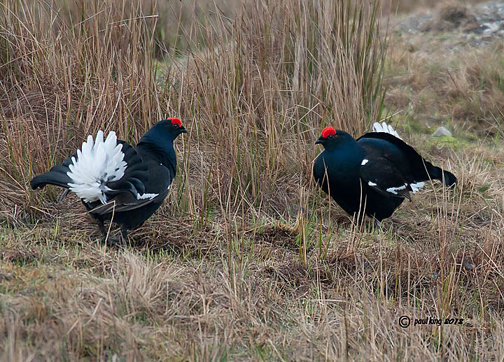 B"LEK" Grouse