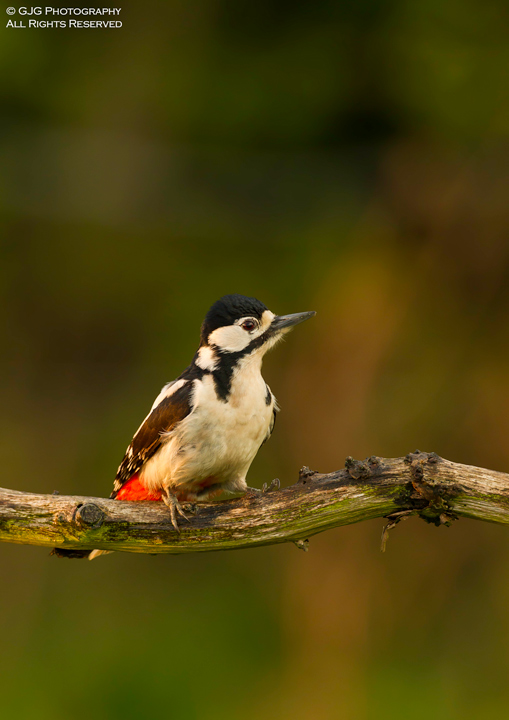 GSW