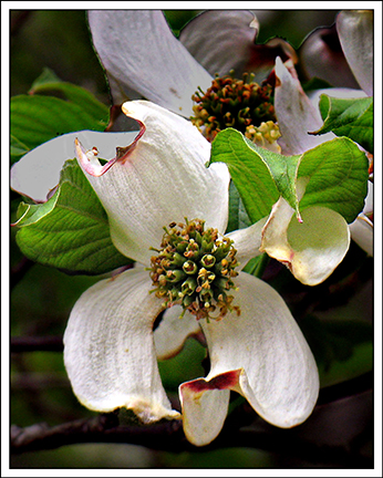 Wild Dogwood