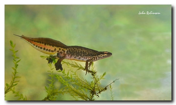 Palmate Newt + 3D