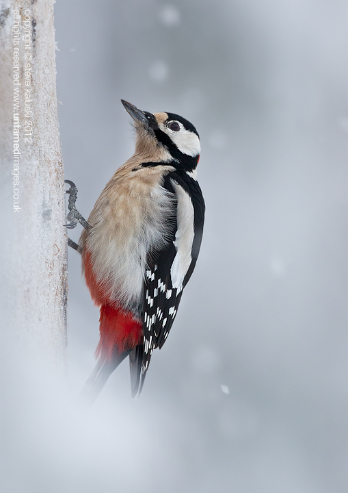 Woody in the snow