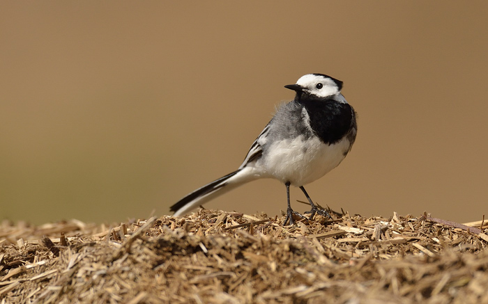 Wagtail on woodchips