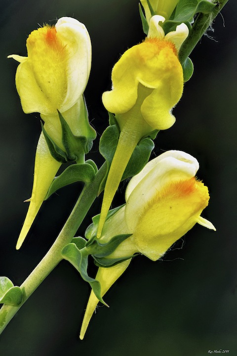 Dalmation Toadflax