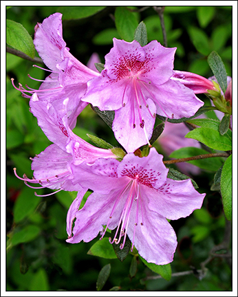 Lavender Azalea