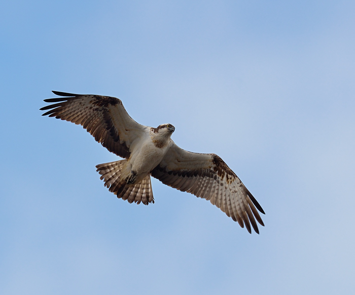 Osprey