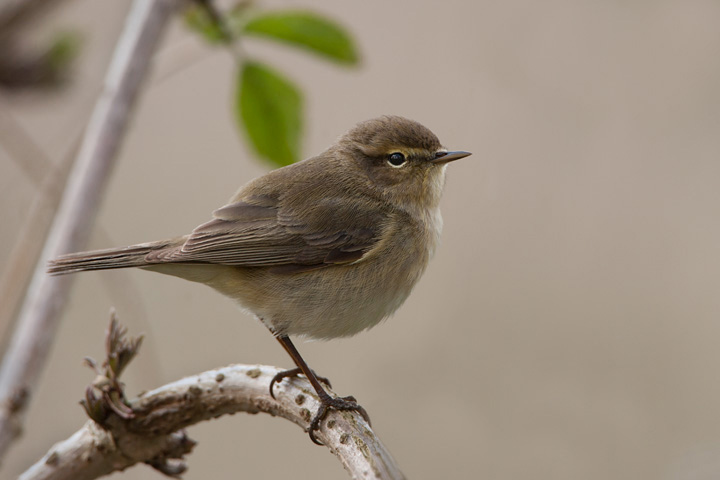 Chiffchaff