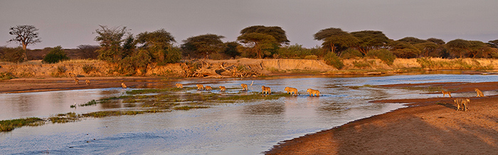 Lions at sunset