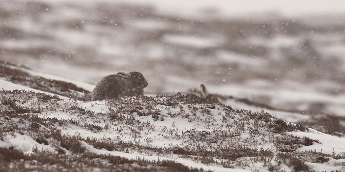 Spring!........you must be joking! + Re-post