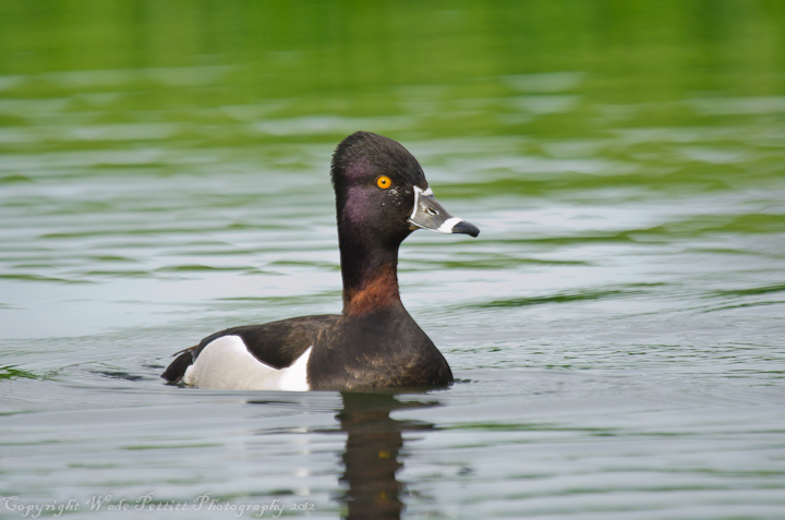 Ring necked Duck