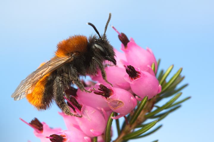 Tawny Mining Bee