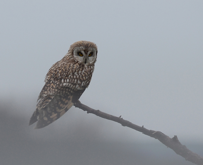 Fog and Rain.+Short Eared Owl.