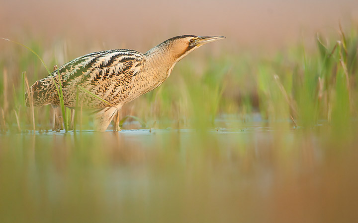 Bittern III